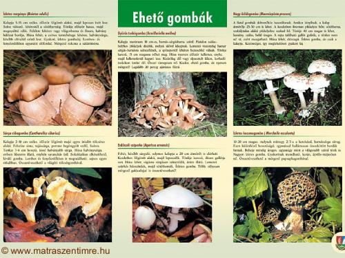 Tábla - Ehető gombák 