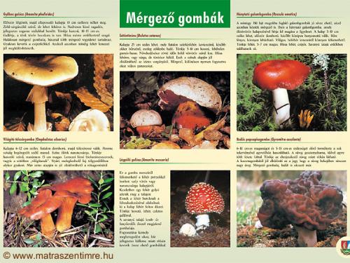 Tábla - Mérgező gombák 
