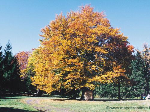 Bőgős-rét, a Szénégetők útjának végállomása
